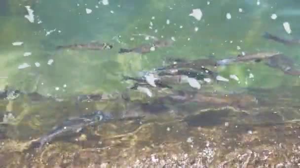 Cardúmenes de peces en el agua — Vídeos de Stock