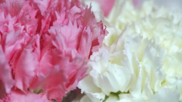 Bloemen, rotatie op witte achtergrond, floral samenstelling bestaat uit anjer — Stockvideo