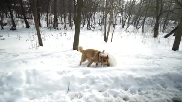 Dos perros son felices en invierno. Caminan y juegan entre ellos. . — Vídeos de Stock