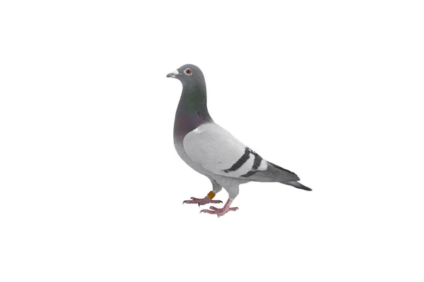 Close up of speed racing pigeon bird isolate white background — Stock Photo, Image