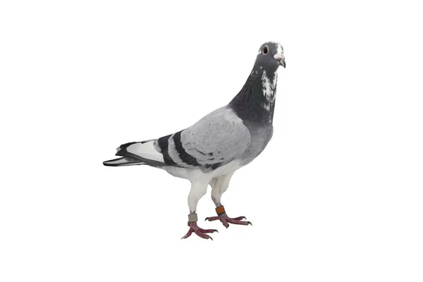 Close up of speed racing pigeon bird isolate white background — Stock Photo, Image