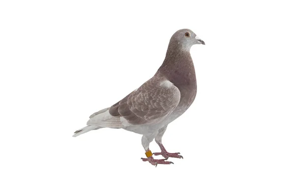 Primo piano di velocità corsa piccione uccello isolato sfondo bianco — Foto Stock