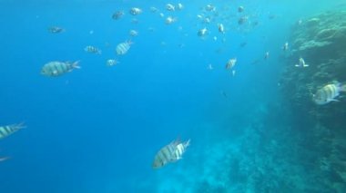 okul Hint-Pasifik Çavuş mercan, Red sea, Mısır üzerinde yüzüyor