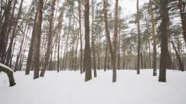 Kış günü, ormanda kar yağışı sırasında karla kaplı ağaçlar arasında kamera taşır.