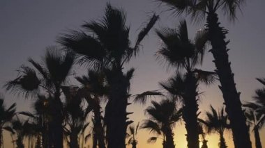 Palmiye ağaçları karşı günbatımı gökyüzü arka plan rüzgarda üfleme