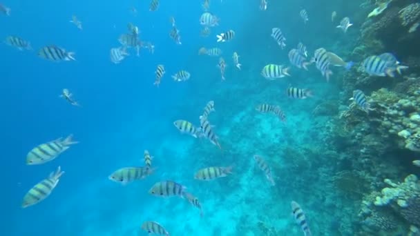 Индо-Тихоокеанская школа сержантов плавает над коралловым рифом, Красное море, Египет — стоковое видео