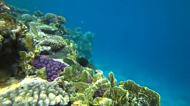 Klunzingers wrasse zwemt via het frame op een achtergrond van koralen. — Stockvideo