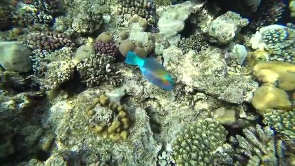 Un pez loro brillante navega entre los corales del Mar Rojo . — Vídeo de stock