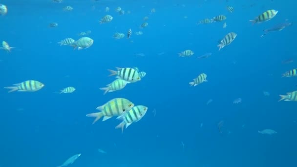 Школа Індо-Тихоокеанський сержант пливе над coral reef, Червоного моря, Єгипет — стокове відео