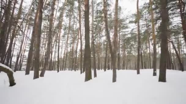 Камера движется среди заснеженных деревьев во время снегопада в лесу в зимний день . — стоковое видео