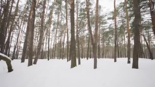 Cámara se mueve entre los árboles cubiertos de nieve durante las nevadas en el bosque en el día de invierno . — Vídeos de Stock