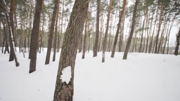 Камера движется среди заснеженных деревьев во время снегопада в лесу в зимний день . — стоковое видео