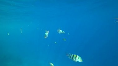 okul Hint-Pasifik Çavuş mercan, Red sea, Mısır üzerinde yüzüyor