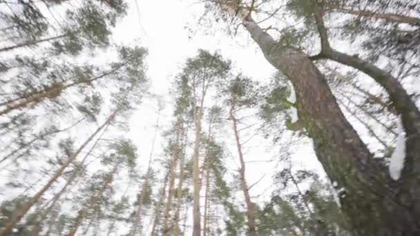 Tops of the trees in winter forest. Rotation of the sky. — Stock Video