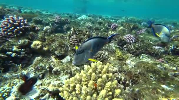 Küçük bir sohal surgeonfish veya sohal tang, Acanthurus sohal — Stok video