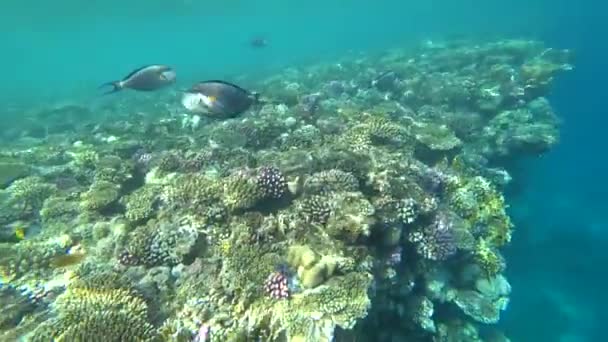 梭哈尔刺尾鱼或梭哈尔汤、Acanthurus 梭哈尔的夹子 — 图库视频影像