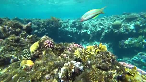 Klunzingers wrasse zwemt via het frame op een achtergrond van koralen. — Stockvideo