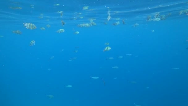 Школа Індо-Тихоокеанський сержант пливе над coral reef, Червоного моря, Єгипет — стокове відео