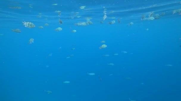 School of Indo-Pacific sergeant swims over coral reef, Red sea, Egypt — Stock Video