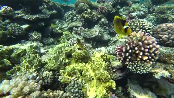 Waschbär-Schmetterlingsfisch im Roten Meer, Ägypten — Stockvideo
