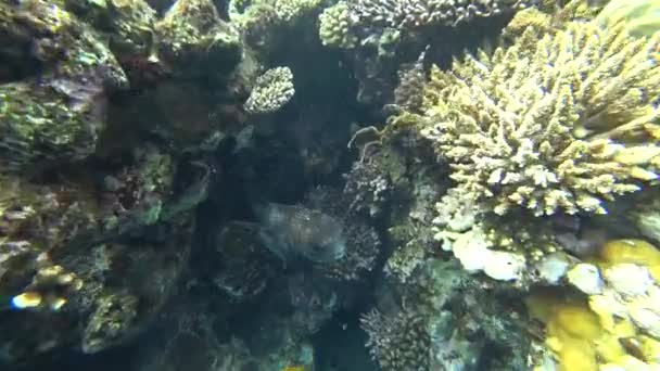 Poisson porc-épic tacheté Diodon hystrix planant sous l'eau en Egypte — Video