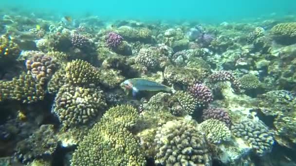 Klunzingers wrasse zwemt via het frame op een achtergrond van koralen. — Stockvideo