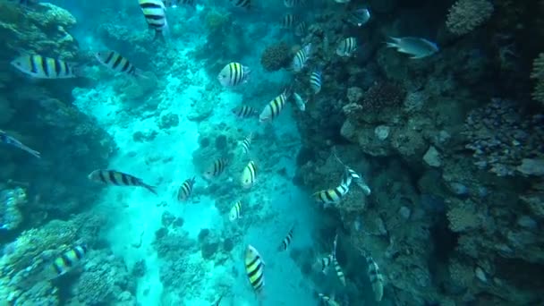 Escola de Indo-Pacífico sargento nada sobre recife de coral, Mar Vermelho, Egito — Vídeo de Stock