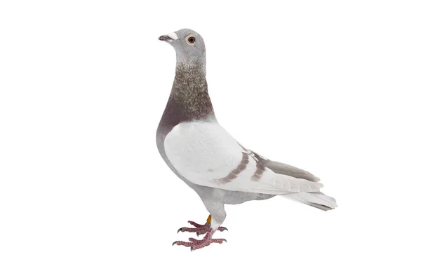 Gros plan de vitesse course pigeon oiseau isoler fond blanc — Photo