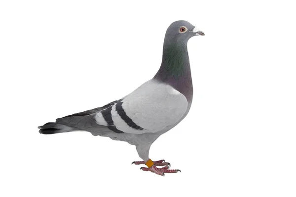 Bliska prędkości racing pigeon ptak izolat białe tło — Zdjęcie stockowe