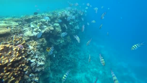 Индо-Тихоокеанская школа сержантов плавает над коралловым рифом, Красное море, Египет — стоковое видео