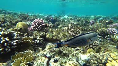 Küçük bir sohal surgeonfish veya sohal tang, Acanthurus sohal
