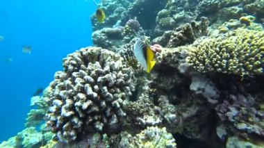 Rakun butterflyfish Red Sea, Mısır