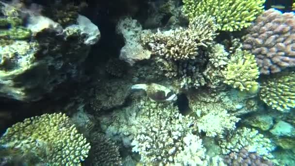 Mergulho no Mar Vermelho. Posando o peixe-balão sobre recifes de corais coloridos . — Vídeo de Stock