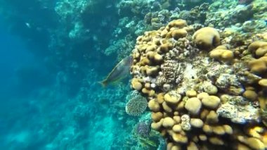 Klunzingers wrasse çerçeve mercan bir arka plan üzerinde yüzüyor..