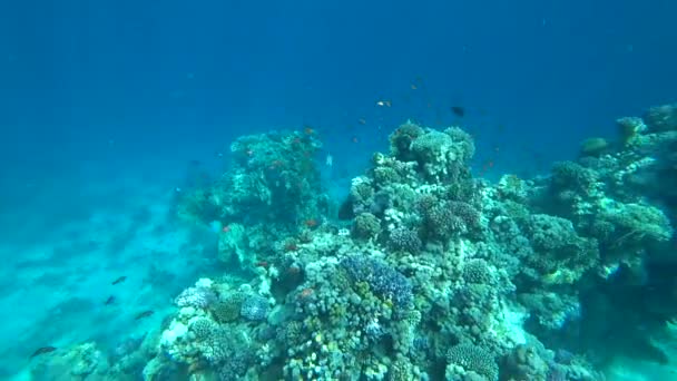 Arrecife de coral tropical en el Mar Rojo . — Vídeos de Stock