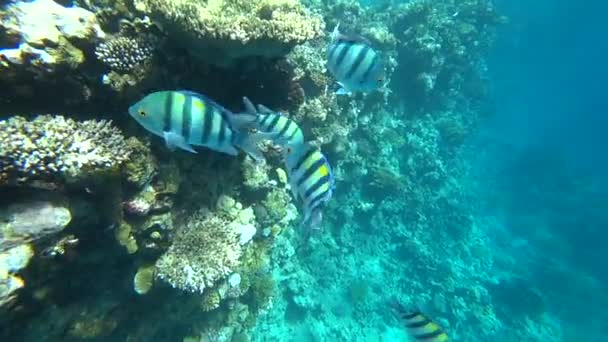 Scuola di sergente Indo-Pacifico nuota sulla barriera corallina, Mar Rosso, Egitto — Video Stock