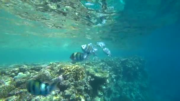 Scuola di sergente Indo-Pacifico nuota sulla barriera corallina, Mar Rosso, Egitto — Video Stock