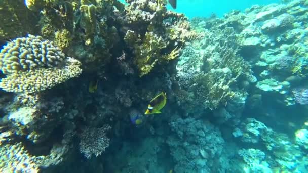 Pesce farfalla procione nel Mar Rosso, Egitto — Video Stock