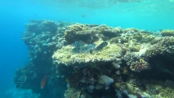 Escola de Indo-Pacífico sargento nada sobre recife de coral, Mar Vermelho, Egito — Vídeo de Stock