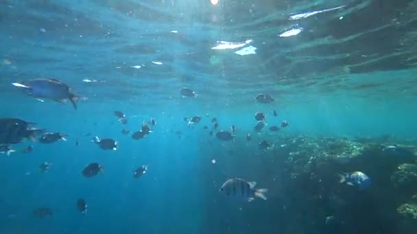Skolan i Indo-Pacific sergeant simmar över korallrev, röda havet, Egypten — Stockvideo