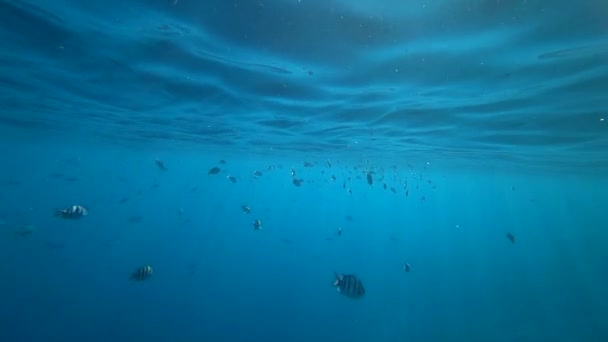 Escola de Indo-Pacífico sargento nada sobre recife de coral, Mar Vermelho, Egito — Vídeo de Stock