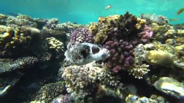 Kızıldeniz Dalış. Kirpi balığı balık renkli mercan resif üzerinde poz..