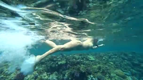 Kız Şnorkelle Dalma sualtı mercan kayalığı arasında. — Stok video