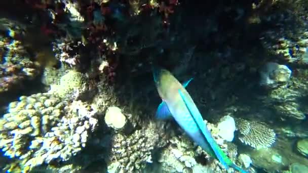 En ljus papegojfisk seglar bland korallerna vid Röda havet. — Stockvideo