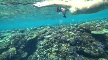 Kız Şnorkelle Dalma sualtı mercan kayalığı arasında.