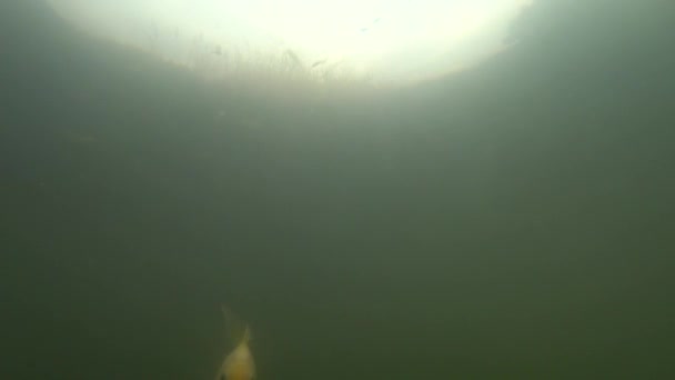 Koi fisk. Fancy koi fisk. Koi karp simma i dammen — Stockvideo