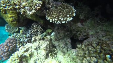 Kızıldeniz Dalış. Kirpi balığı balık renkli mercan resif üzerinde poz..