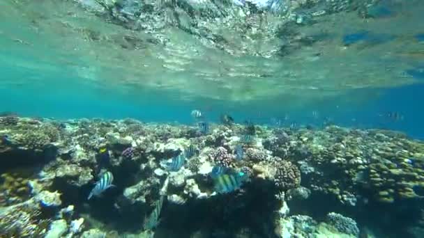 School of Indo-Pacific sergeant swims over coral reef, Red sea, Egypt — Stock Video