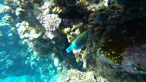 Яркая рыба попугай плавает среди кораллов Красного моря . — стоковое видео