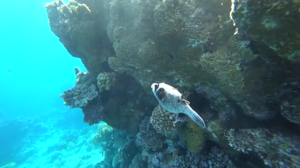 Buceo en el Mar Rojo. Posando el pez globo sobre el colorido arrecife de coral . — Vídeo de stock